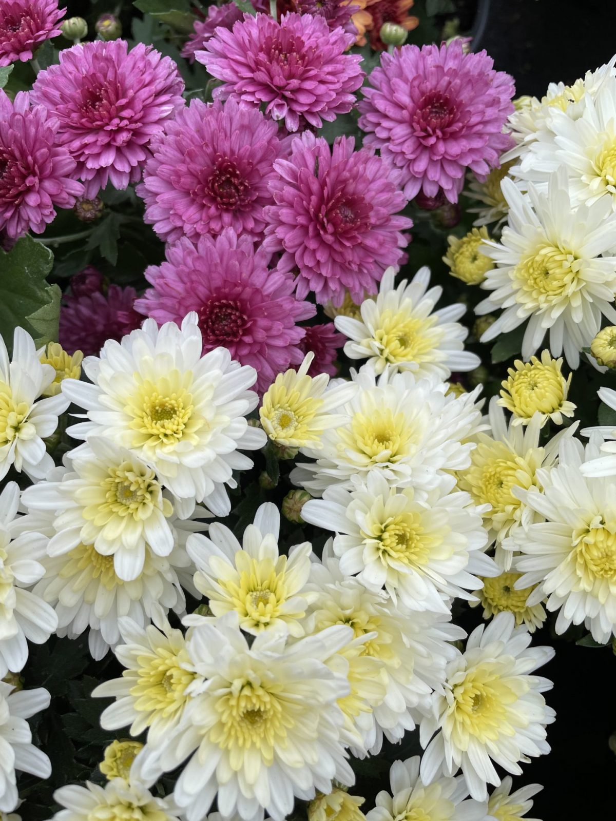 A2CC3913-6C84-4E13-94E1-A351111C7F6B