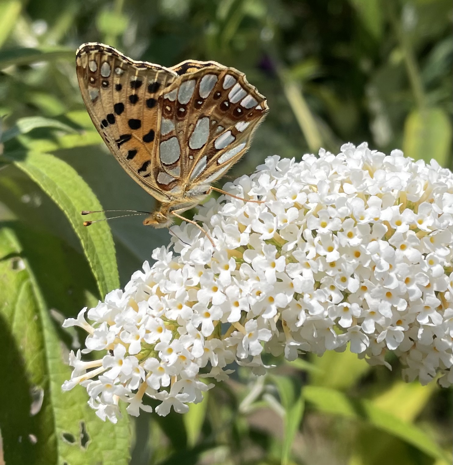 A40E3EDA-005C-4CD5-A8A1-1C72F9F0D8C6