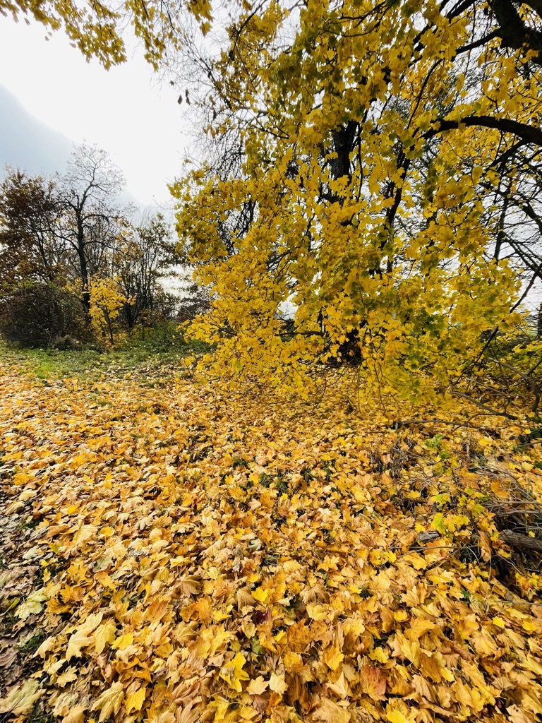 A4151884-B405-4D58-AE4A-66E3EBB20E72