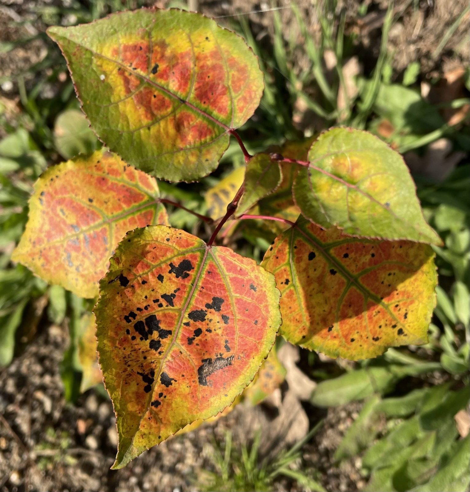 A4C75F9C-9EA2-4D0F-BB91-7F4ACFECDB1C