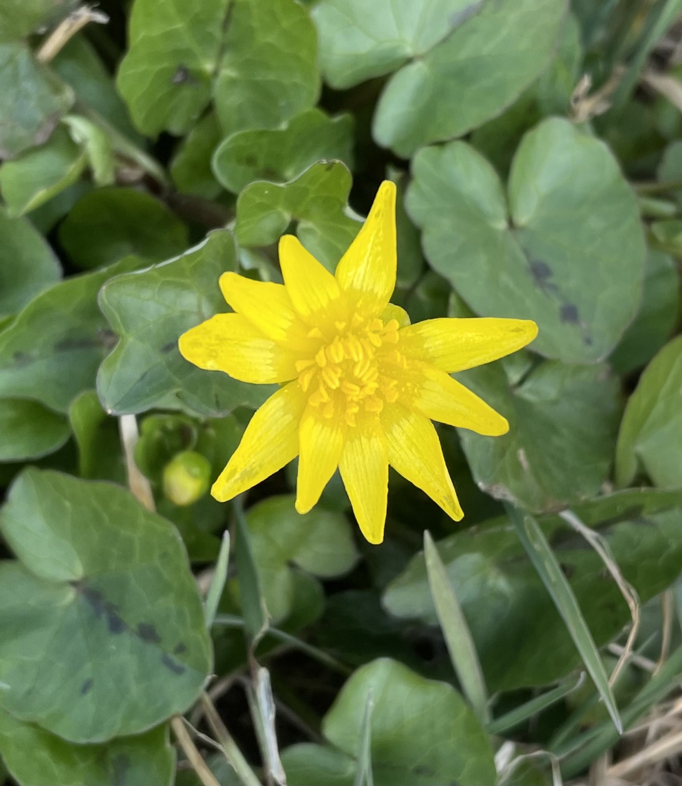 A515174A-2639-4A44-AEB8-01AD157FDA75