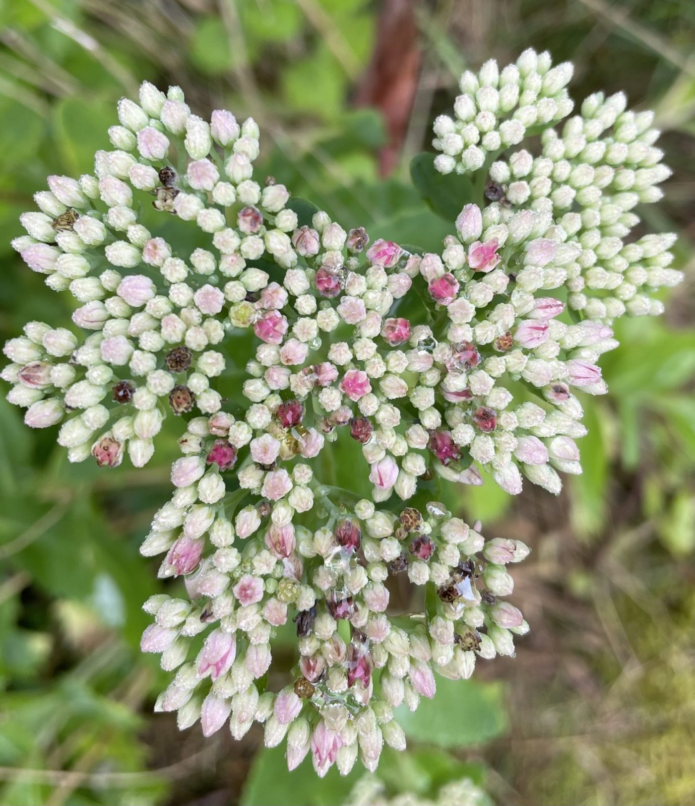 A54732F7-D9E2-4182-BED2-672F02150463