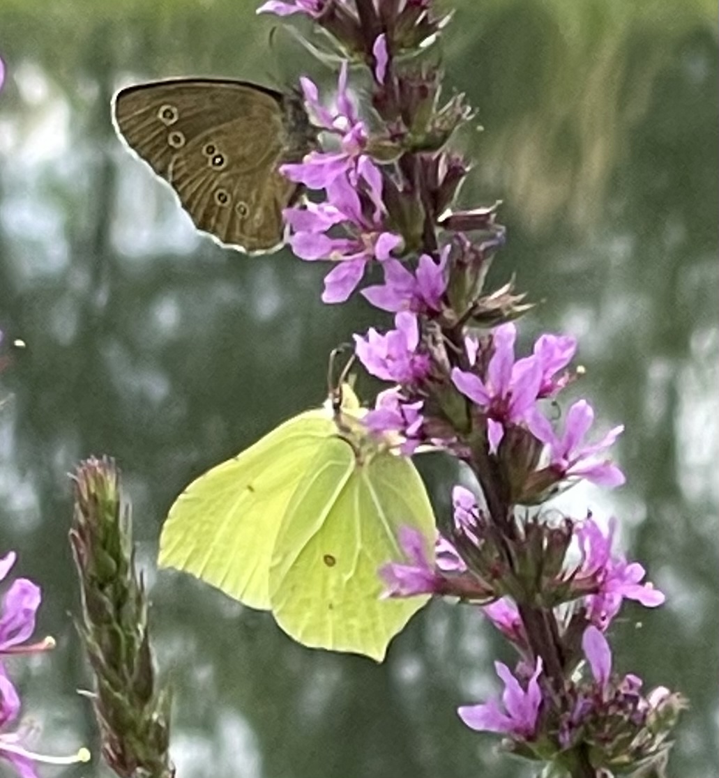 A54FF820-30B2-455F-B010-14142EB7B5F5