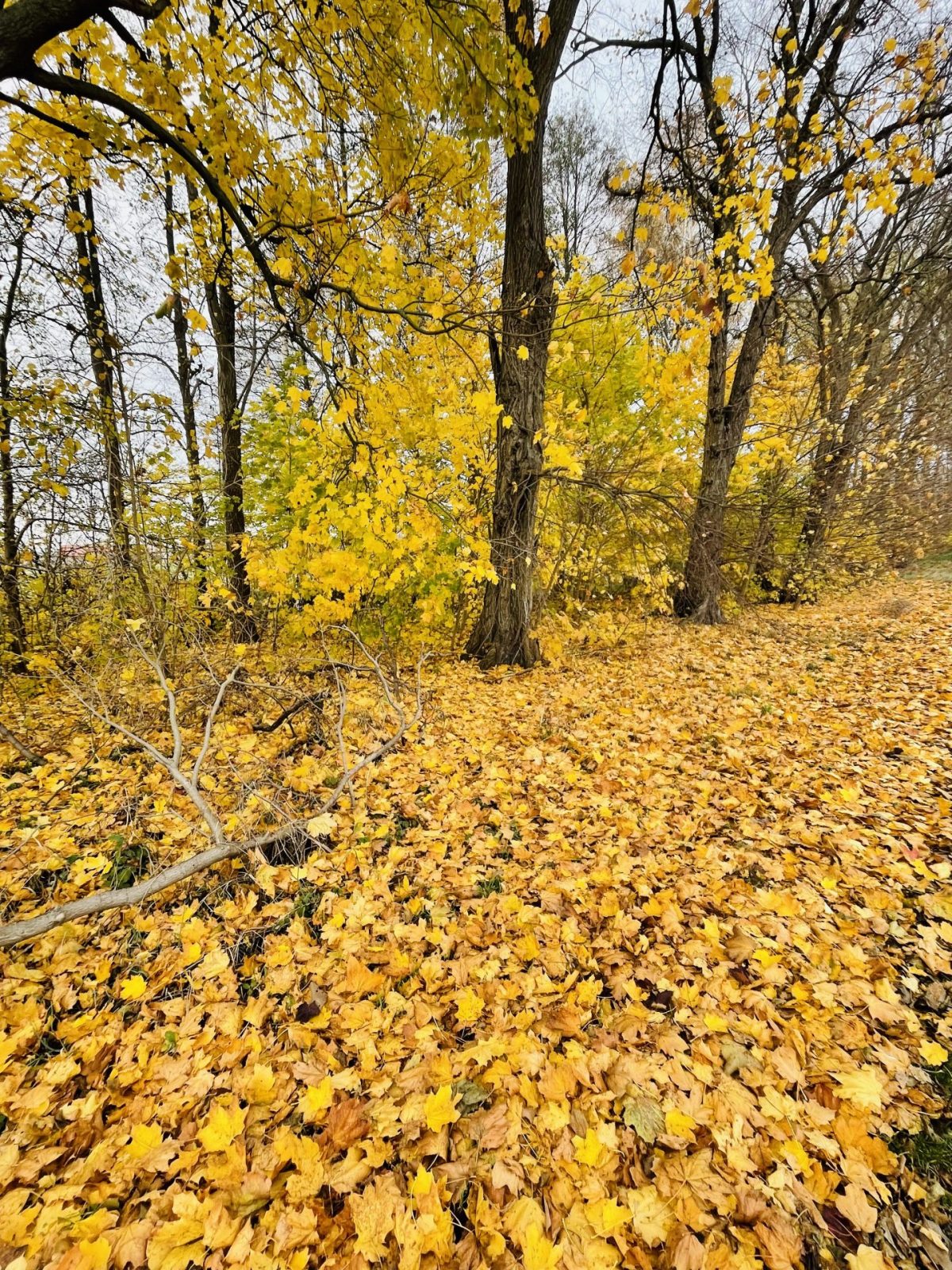 A56311AD-F290-483C-8491-64BD3EE20B49