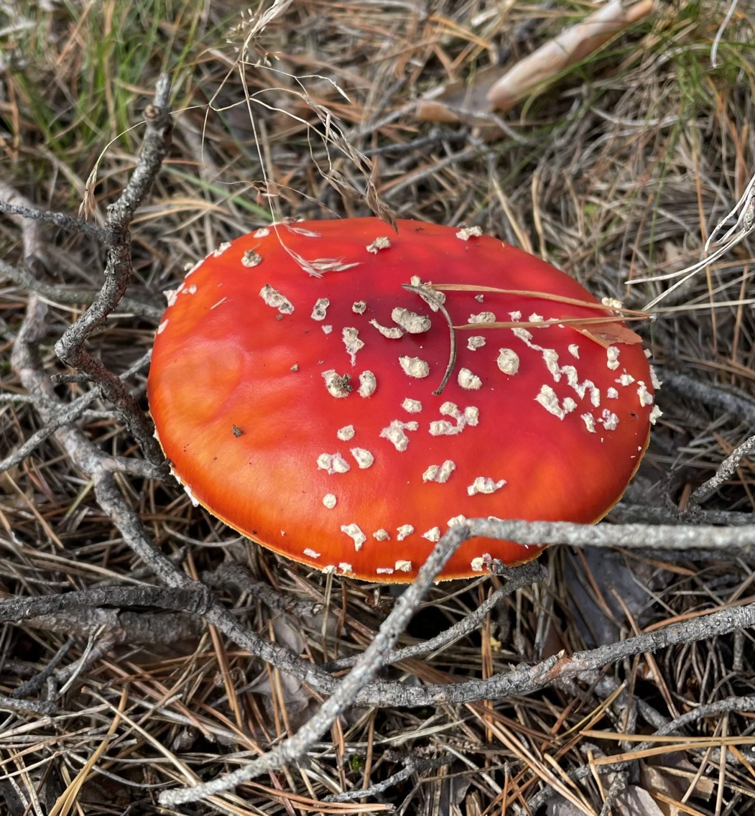 A5ED7938-A350-48EF-AC27-766DD22FBBAB