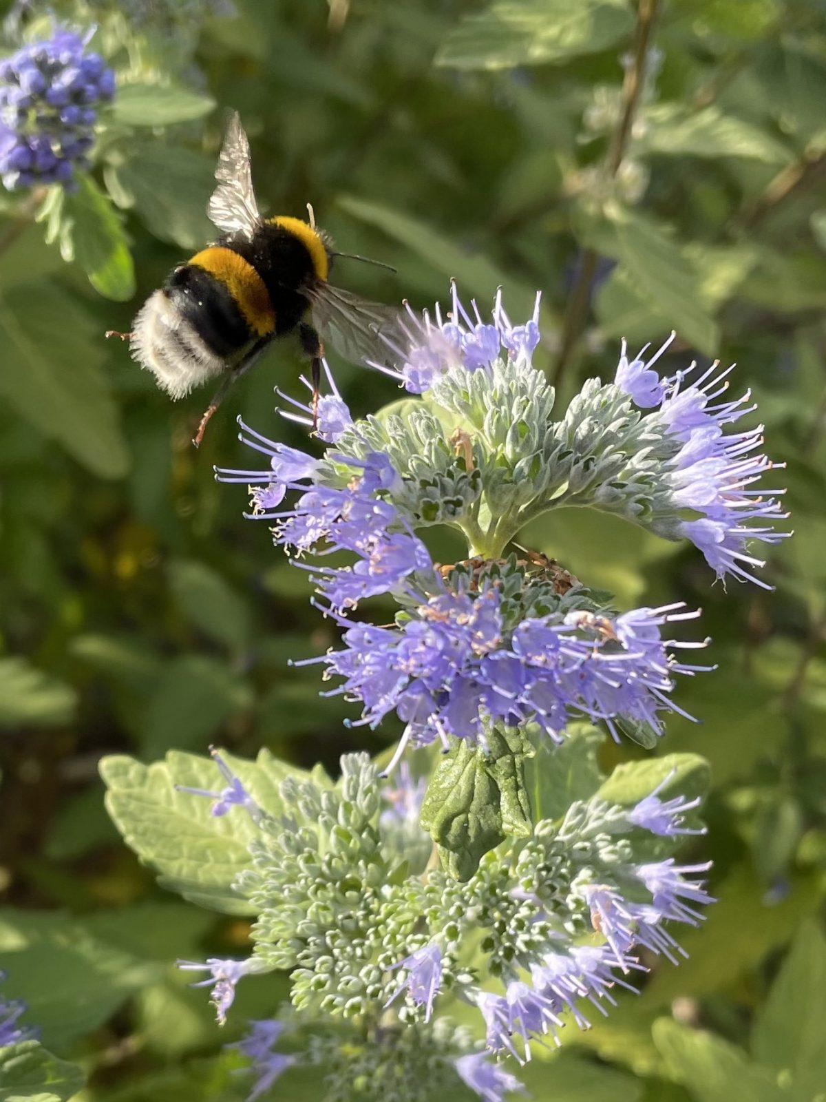 A6F7E8F1-C86A-4C51-8A71-1843E8CC9729