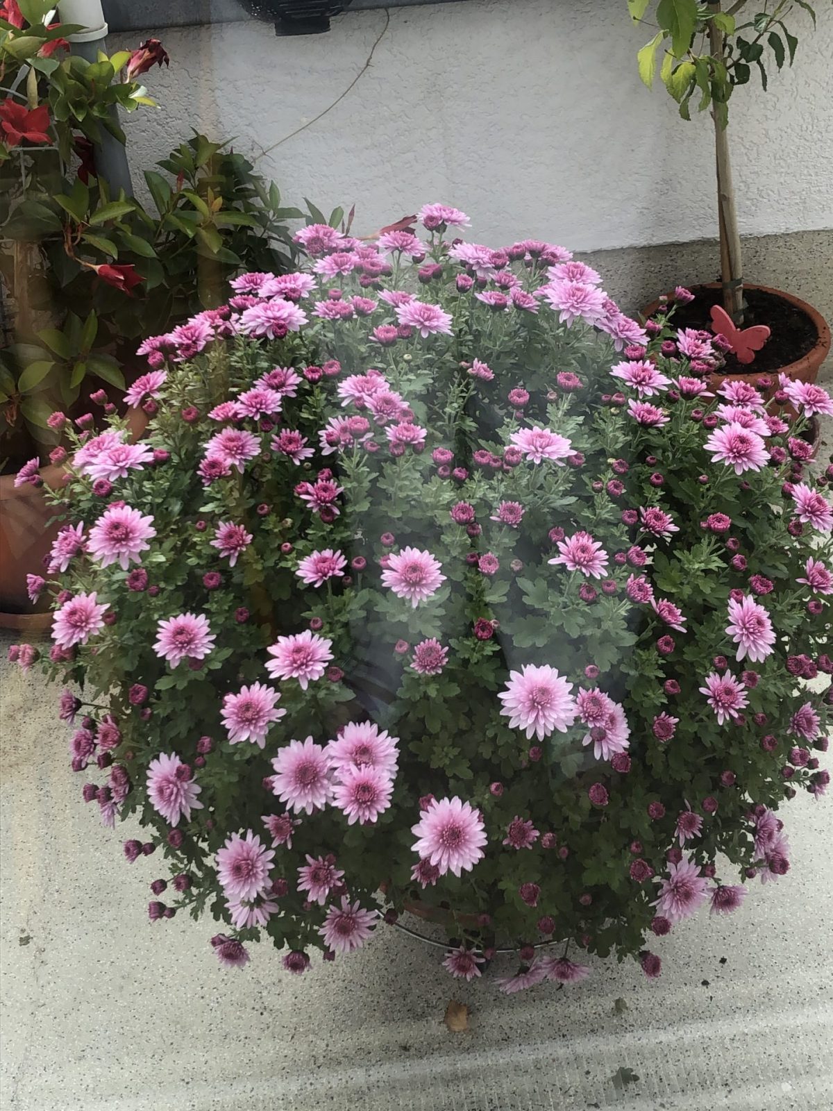 A8760E84-8A7A-4ACB-A804-A4F1804C8A69