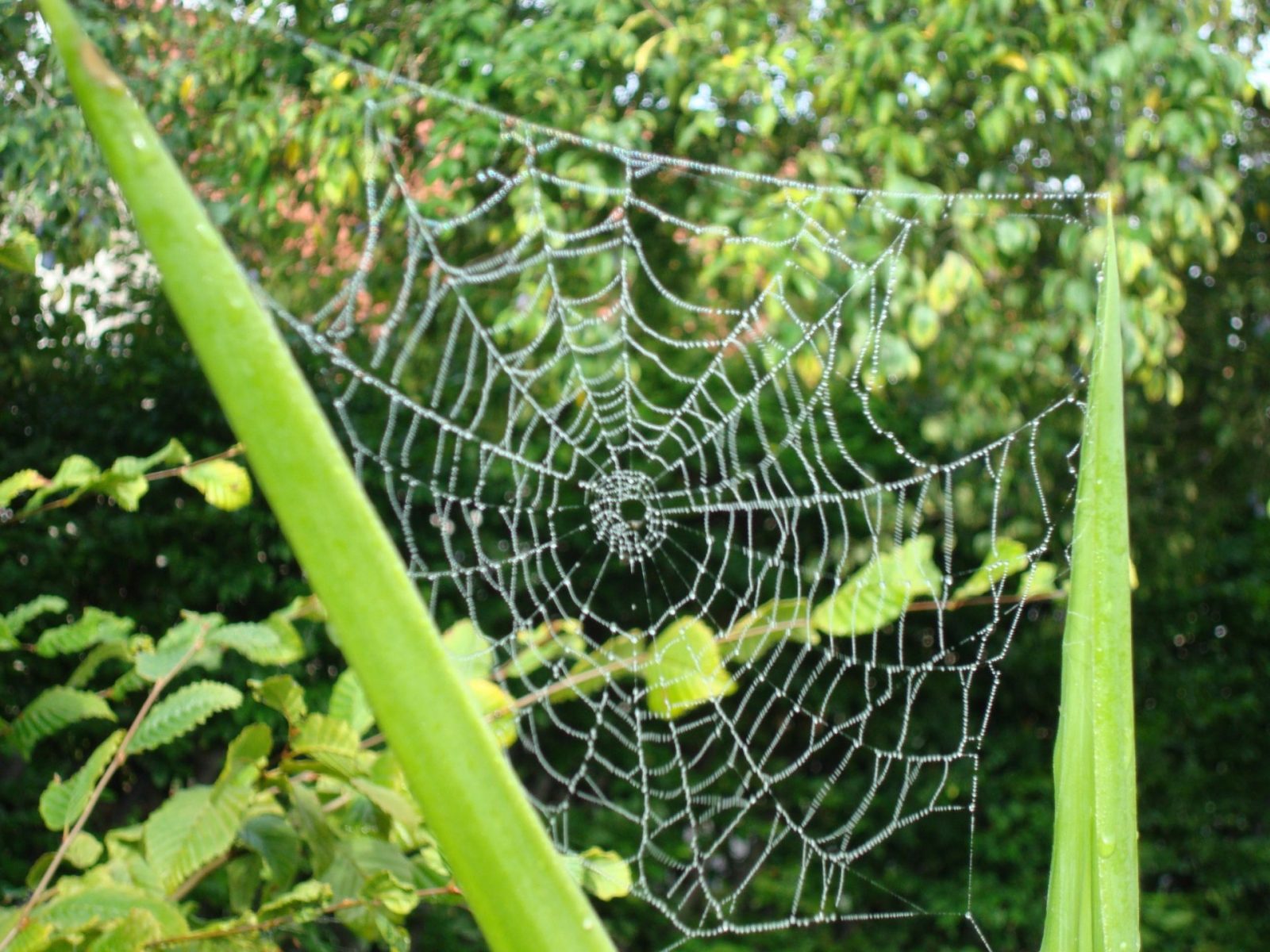 A923A4BA-6BCF-43AA-AE9F-B372C10E6E88