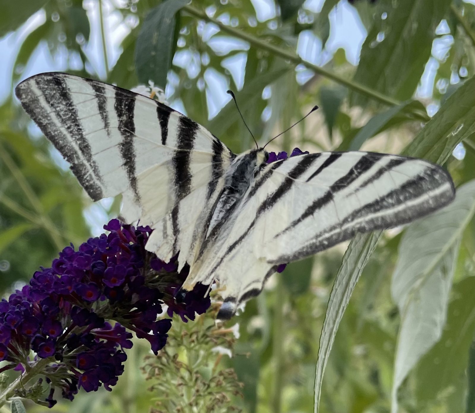 A9A7EFF0-0AD0-45B8-95B9-A754227AD4EC