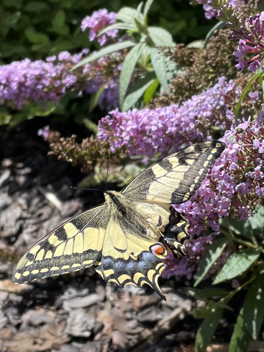 AC4E529F-5497-4057-B527-20CA9FB2BEEC