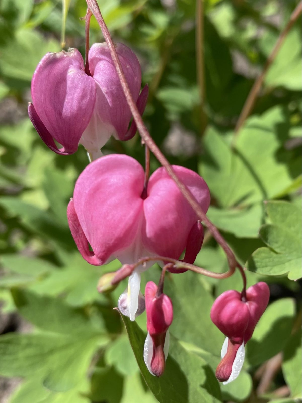 ACA9DC6D-E632-40AA-BF54-33313E28C1A7