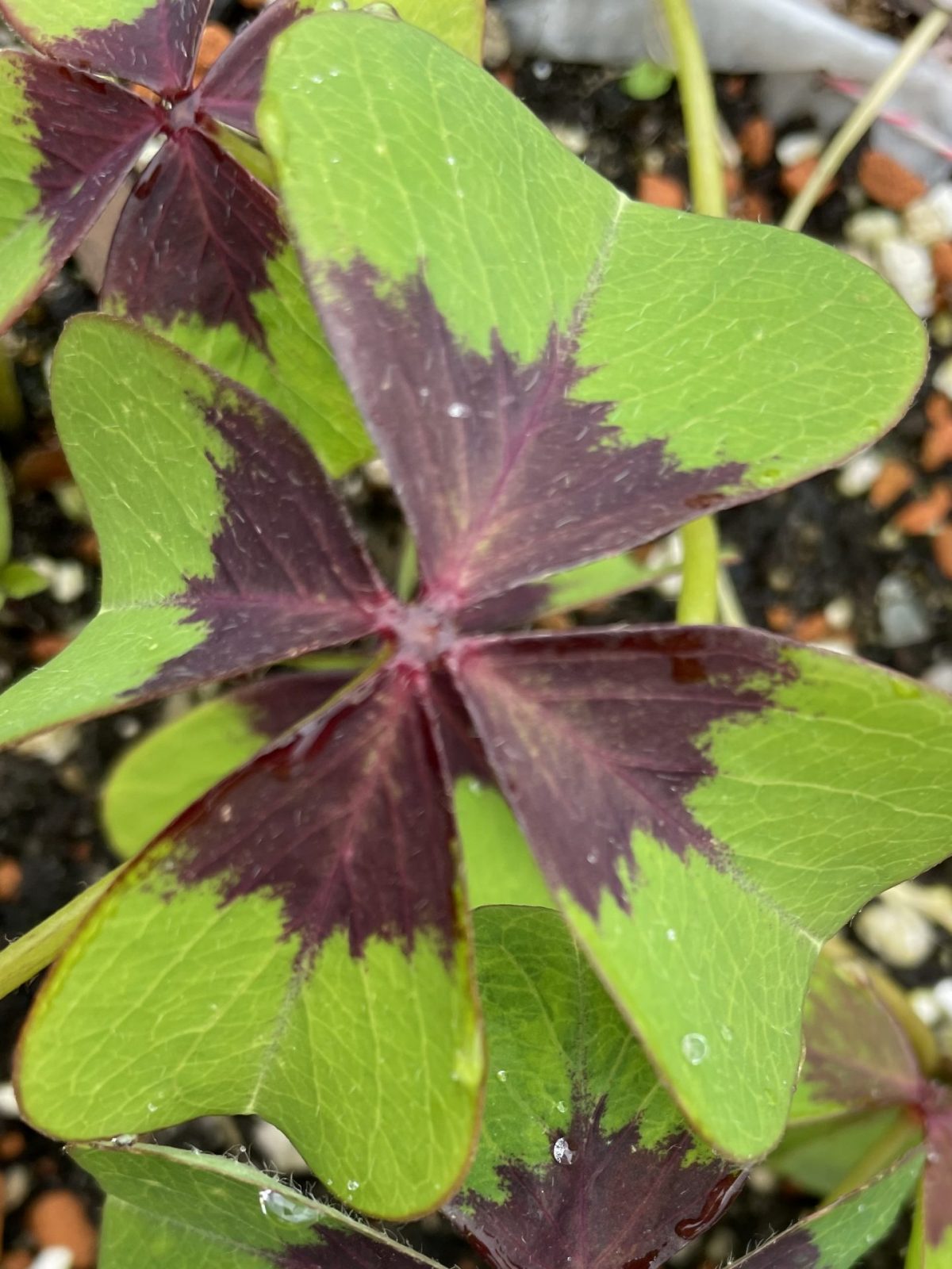 ACEB8855-03AB-4E3F-B5D0-9EF8CE4AEEE0