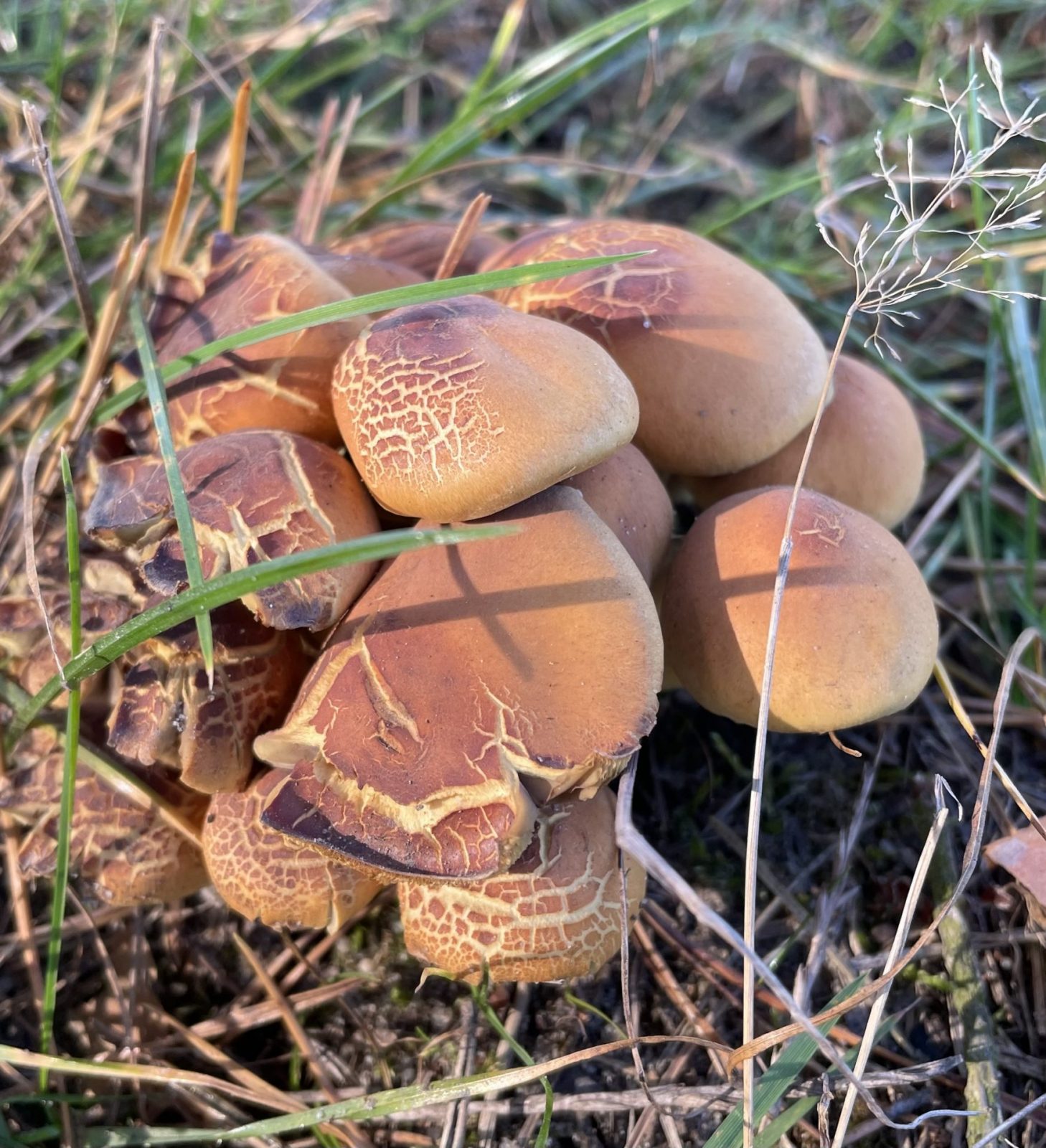 AD77FDF5-5C76-4400-8E7E-F7114E739E41