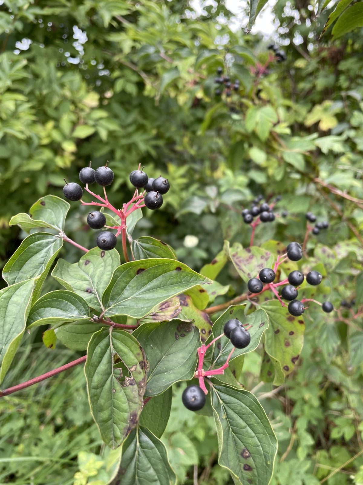 AD837542-280A-4D63-A99F-935A8EA3E7A5