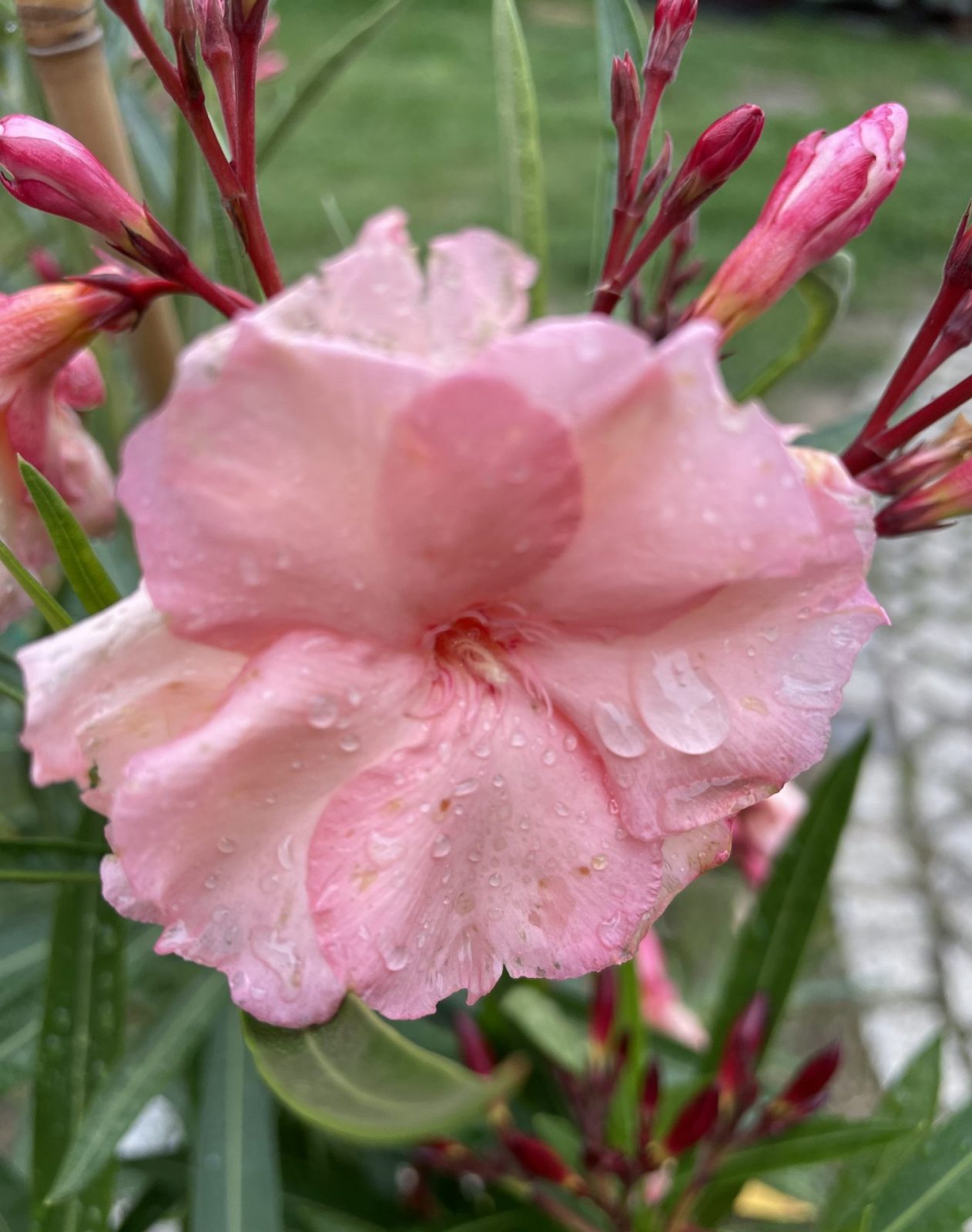 AE9F2792-7BDA-4152-84FA-3D84934F31DC