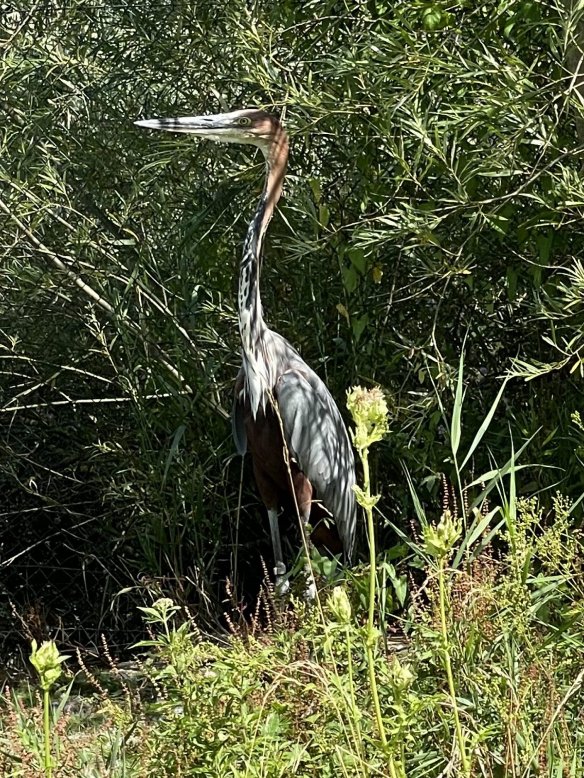 AEA47410-0184-4488-86E9-4CD324075CAC