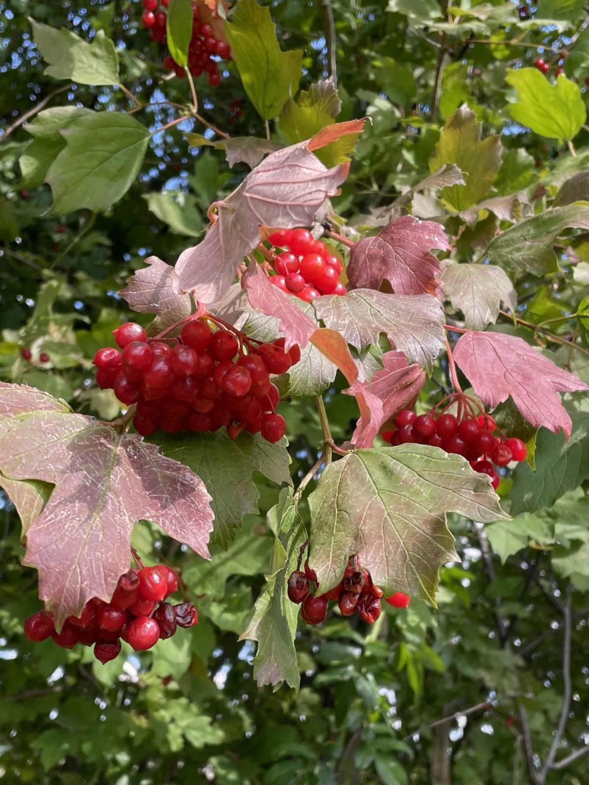 AF11A66F-2CBC-4CFA-838B-BE39C5710CE6