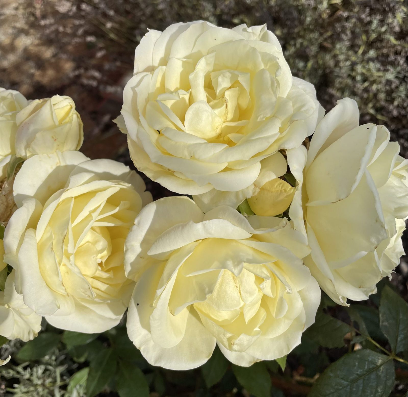 AFB7618A-5704-4913-92C4-E7535902E89E