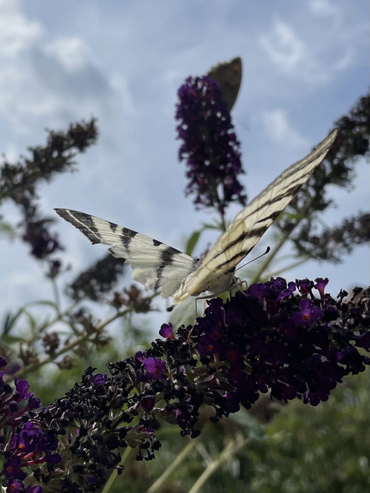 AFD39377-643D-4BD8-A8D8-59D3D9CFBFD9