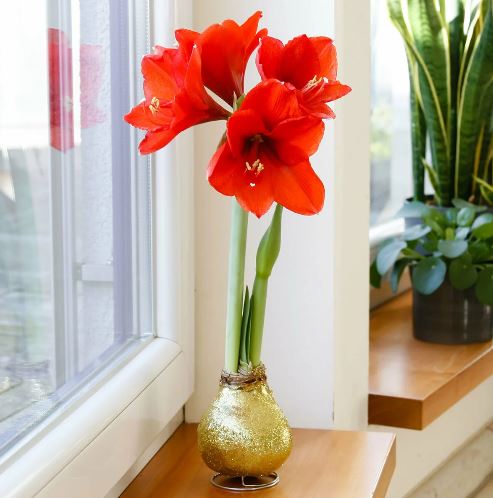 AMARYLLIS