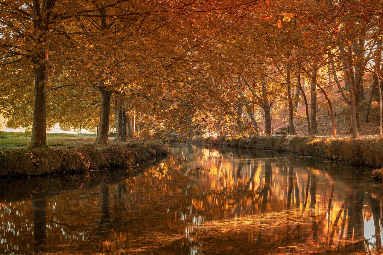 Abend Bäume glebe Blätter Bach 22.9.25