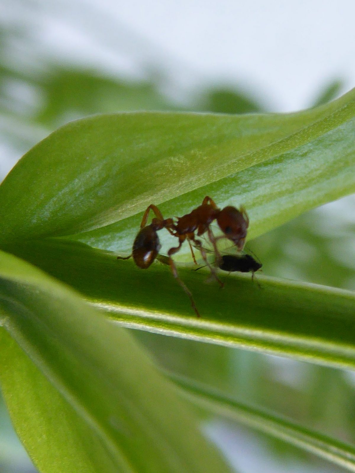 Ameisen u.Läuse am Tausendgülden kraut 9.6.2018 (45)