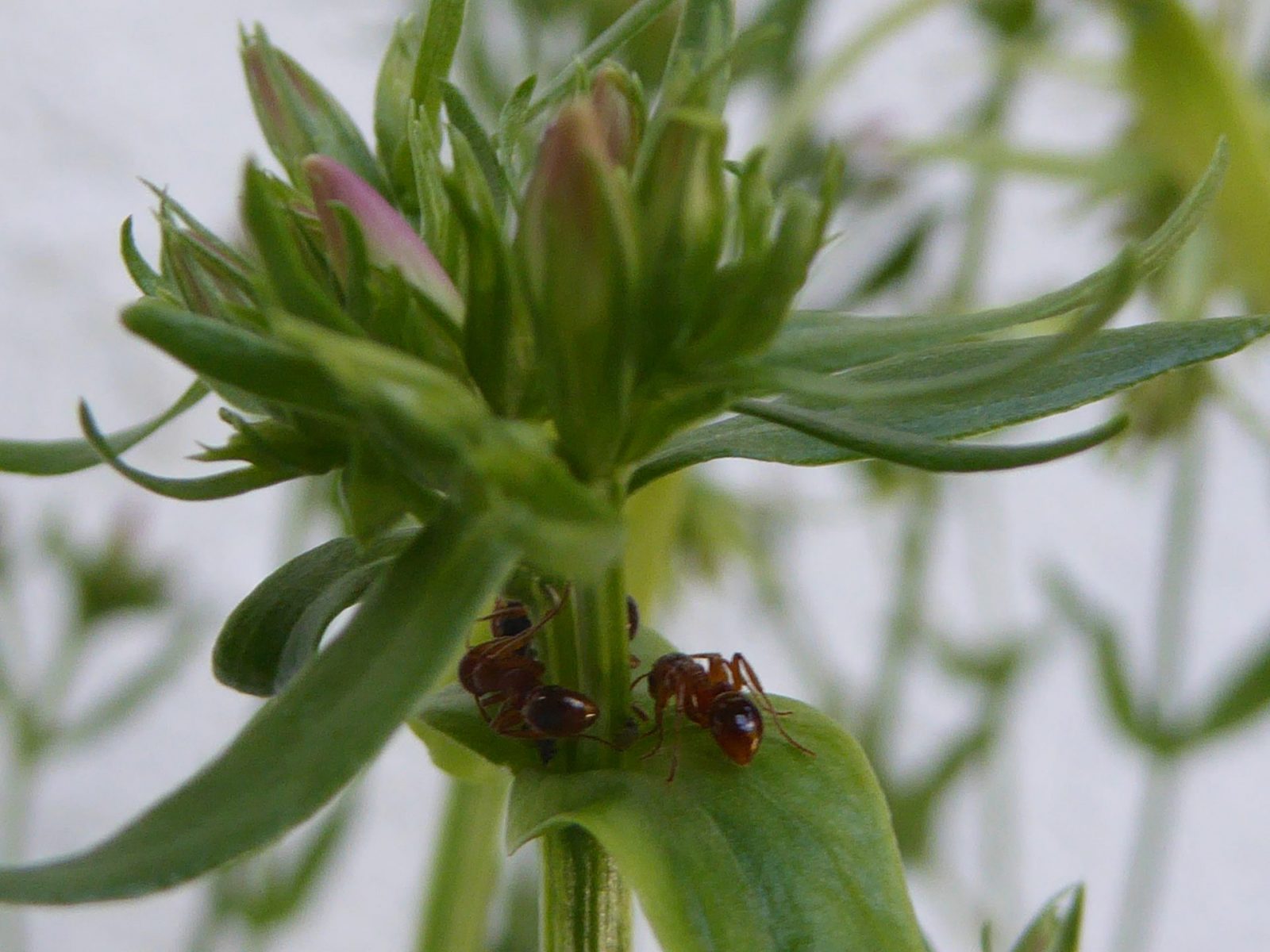 Ameisen u.Läuse am Tausendgülden kraut 9.6.2018 (47)
