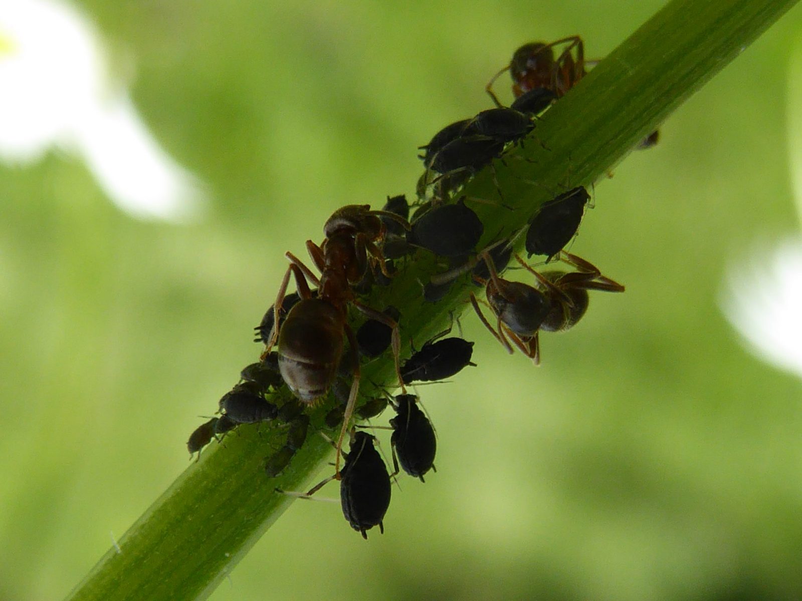 Ameisen u.Läuse am Tausendgülden kraut 9.6.2018 (48)