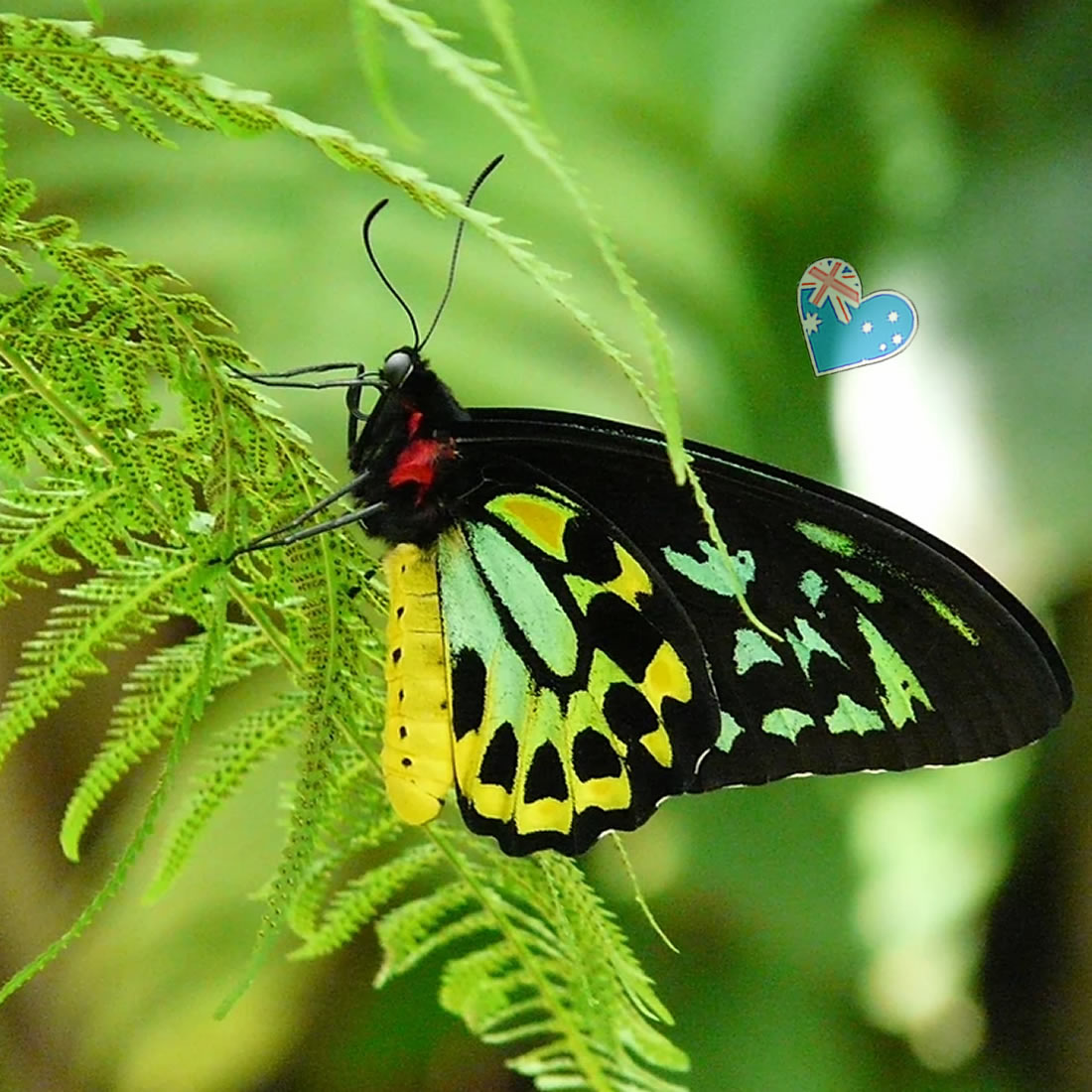 Australischer Schmetterling