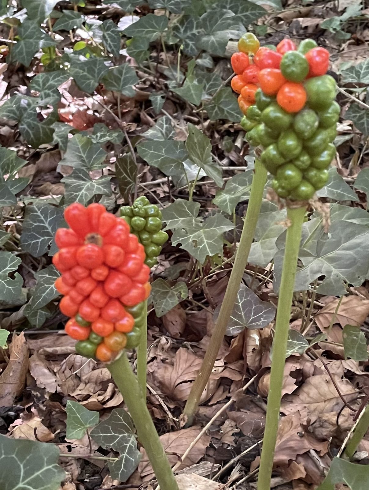 B0365343-2B1A-48DB-B9DA-16644AB7A575