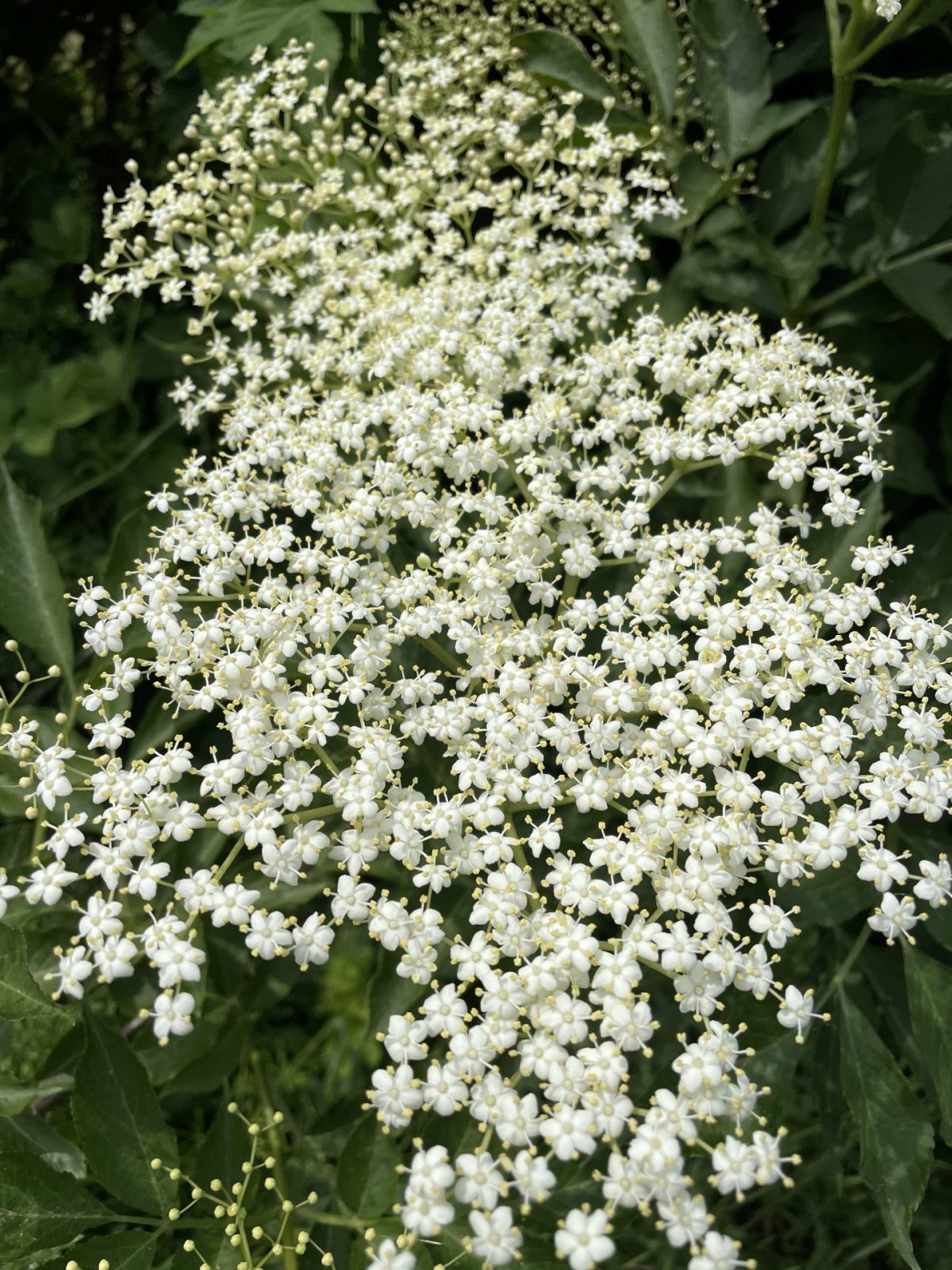 B0FA542F-A83C-41CD-ADF6-AEA47C05FBFB