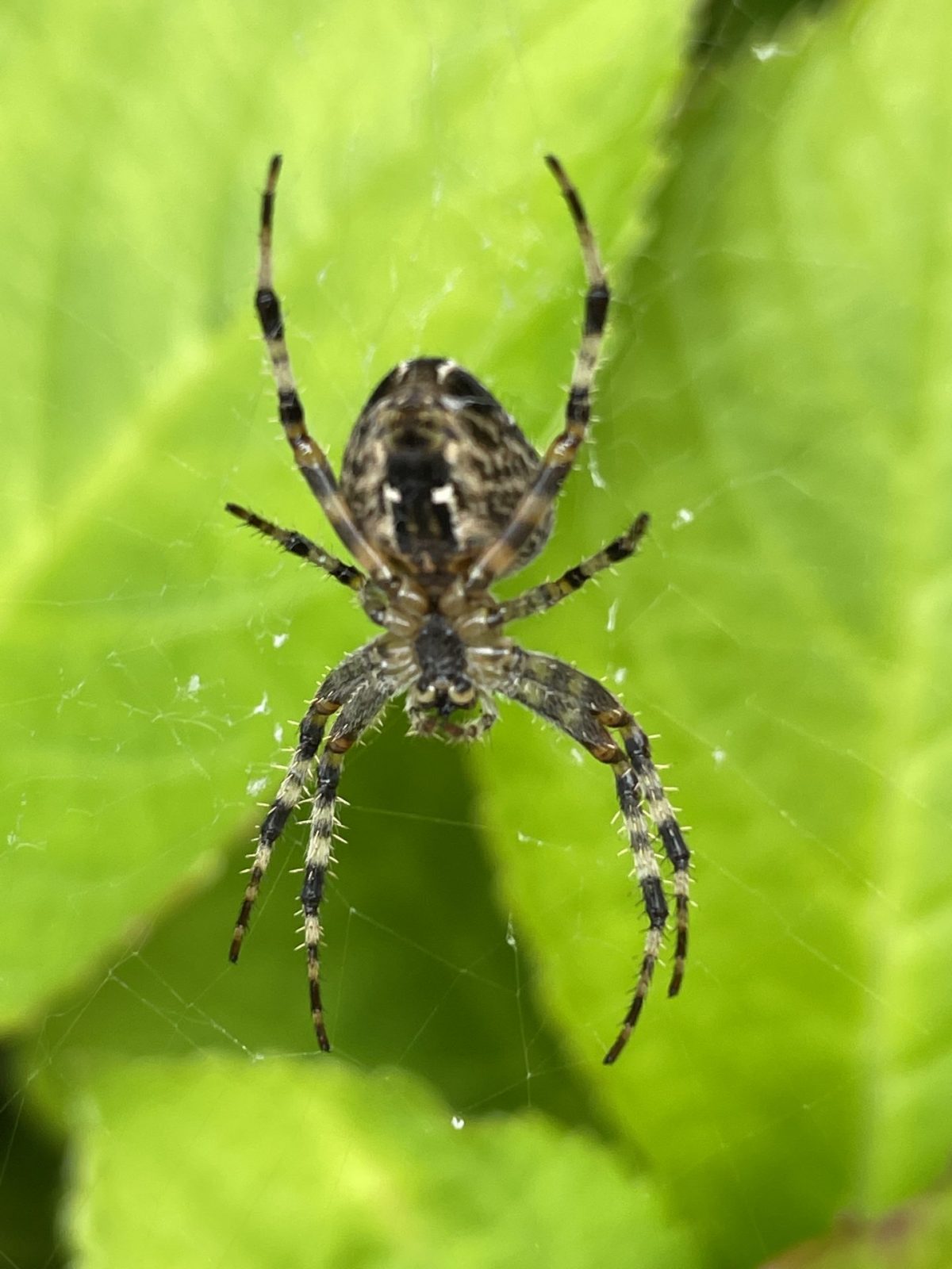 B12514A7-C753-4CE1-B8A2-B7FF1C9890BB