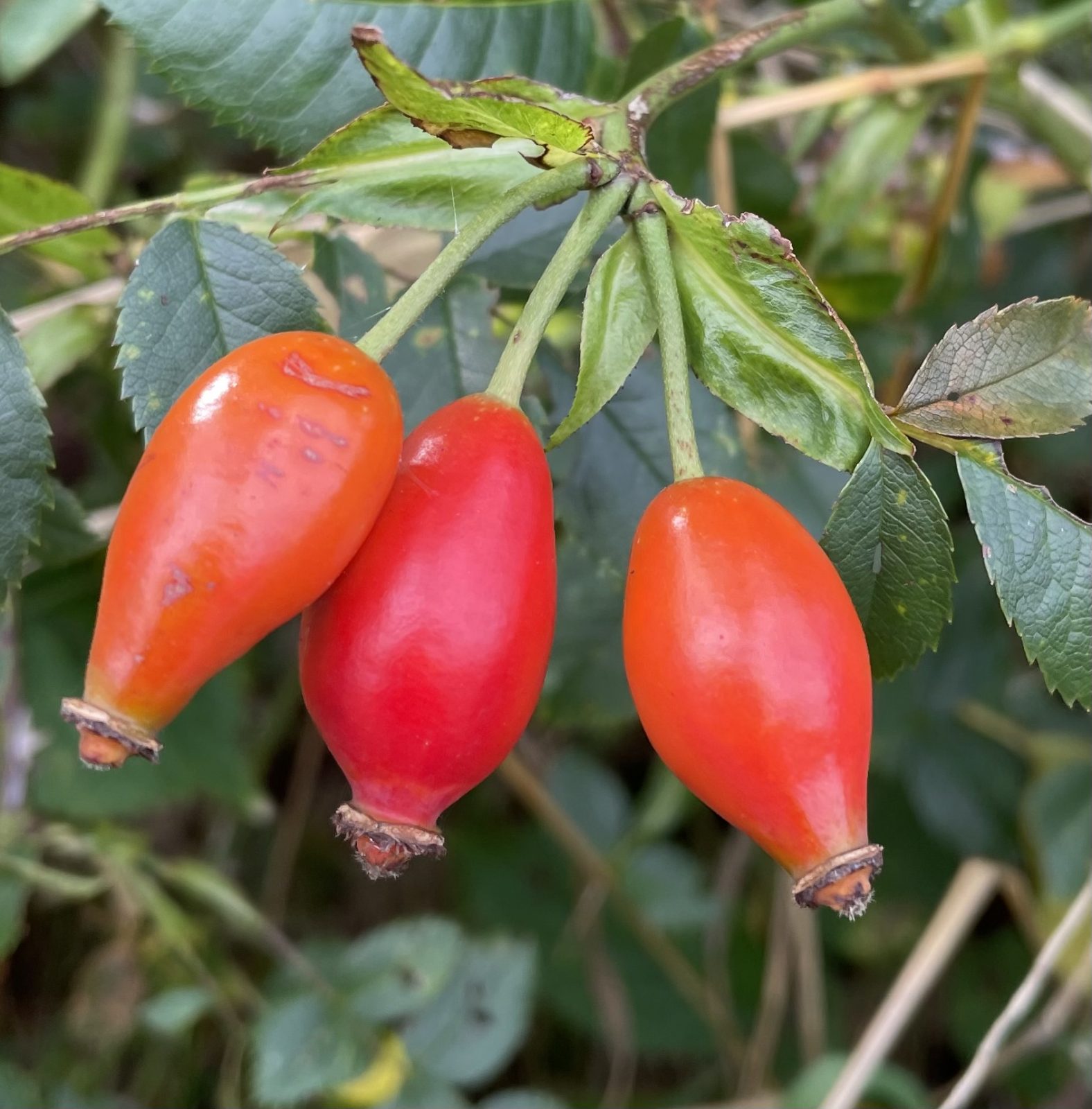 B37ACB86-6AD0-493E-B65D-A687B6864997