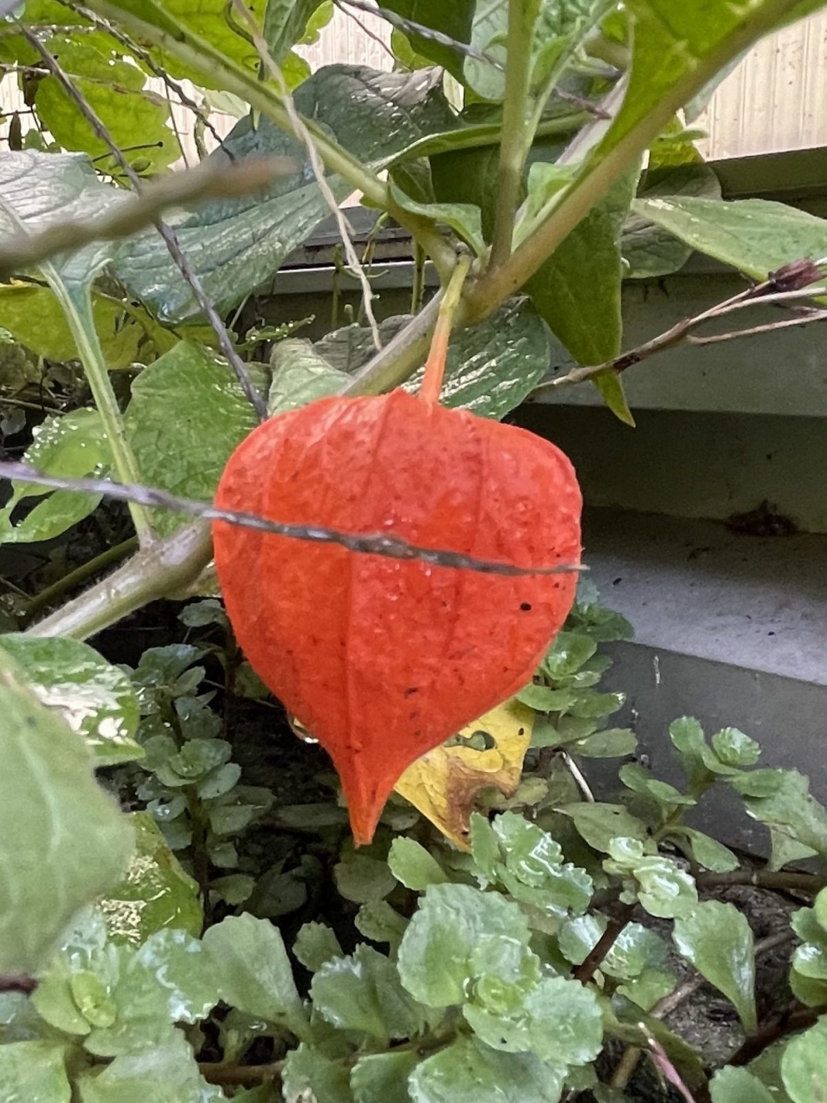 B3938BB9-DE5E-4503-8CEF-67E2307162D1