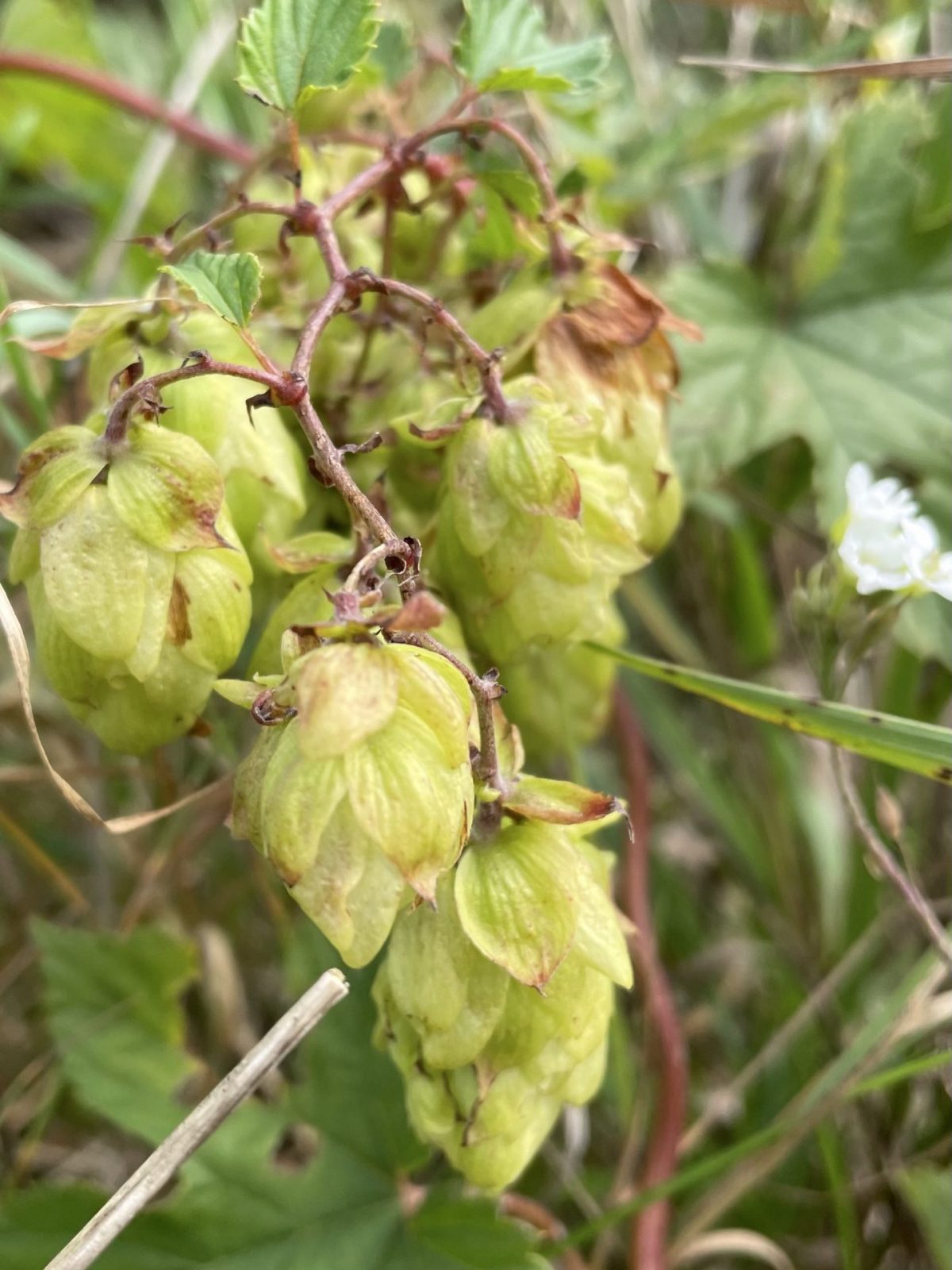 B4978CBE-FC0E-4766-BE85-D2378A9AB61C