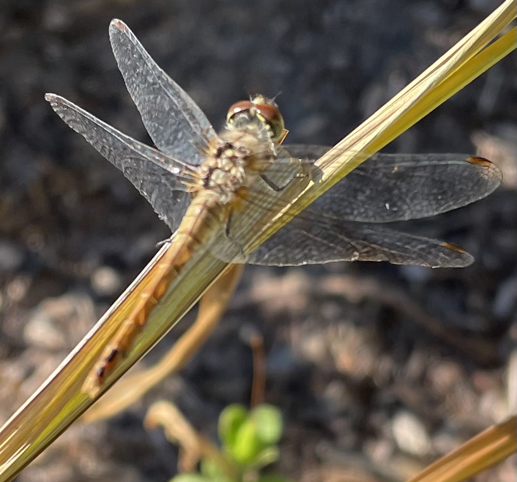 B4B91E80-4146-43DE-972A-3755ABC6BA93