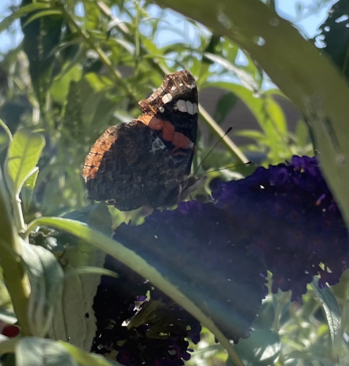 B651D352-8B56-4290-B988-97BBE7210C02