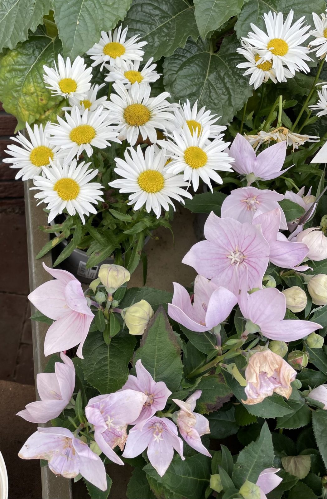 B6991D73-8355-412D-A34A-0AA6874EAC87