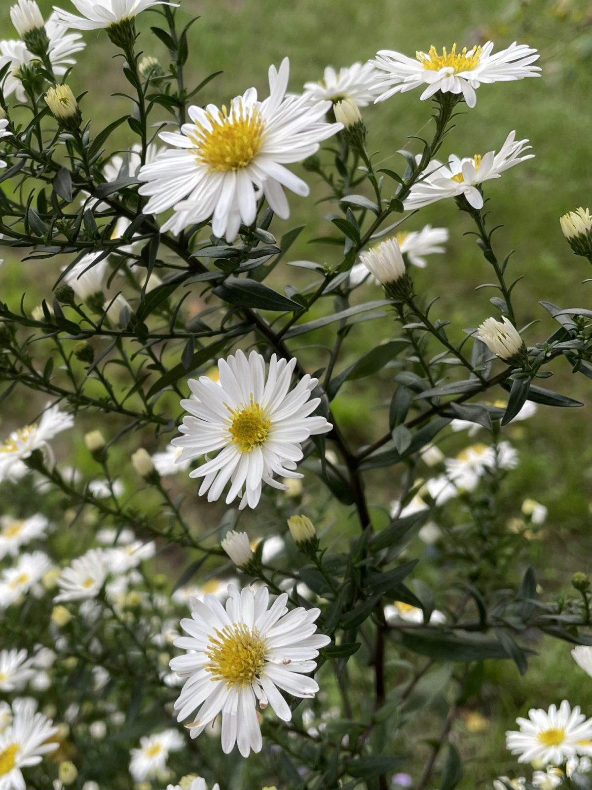 B7E78CA1-2F6C-4496-B1C5-EA047DCF597E