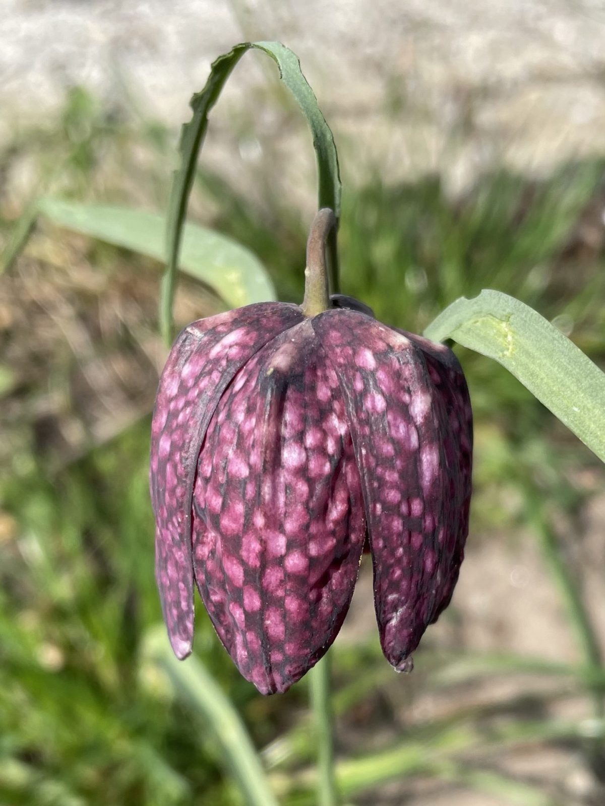 BA6E5DA4-2EA0-40FE-B1AA-FE7916A0D166