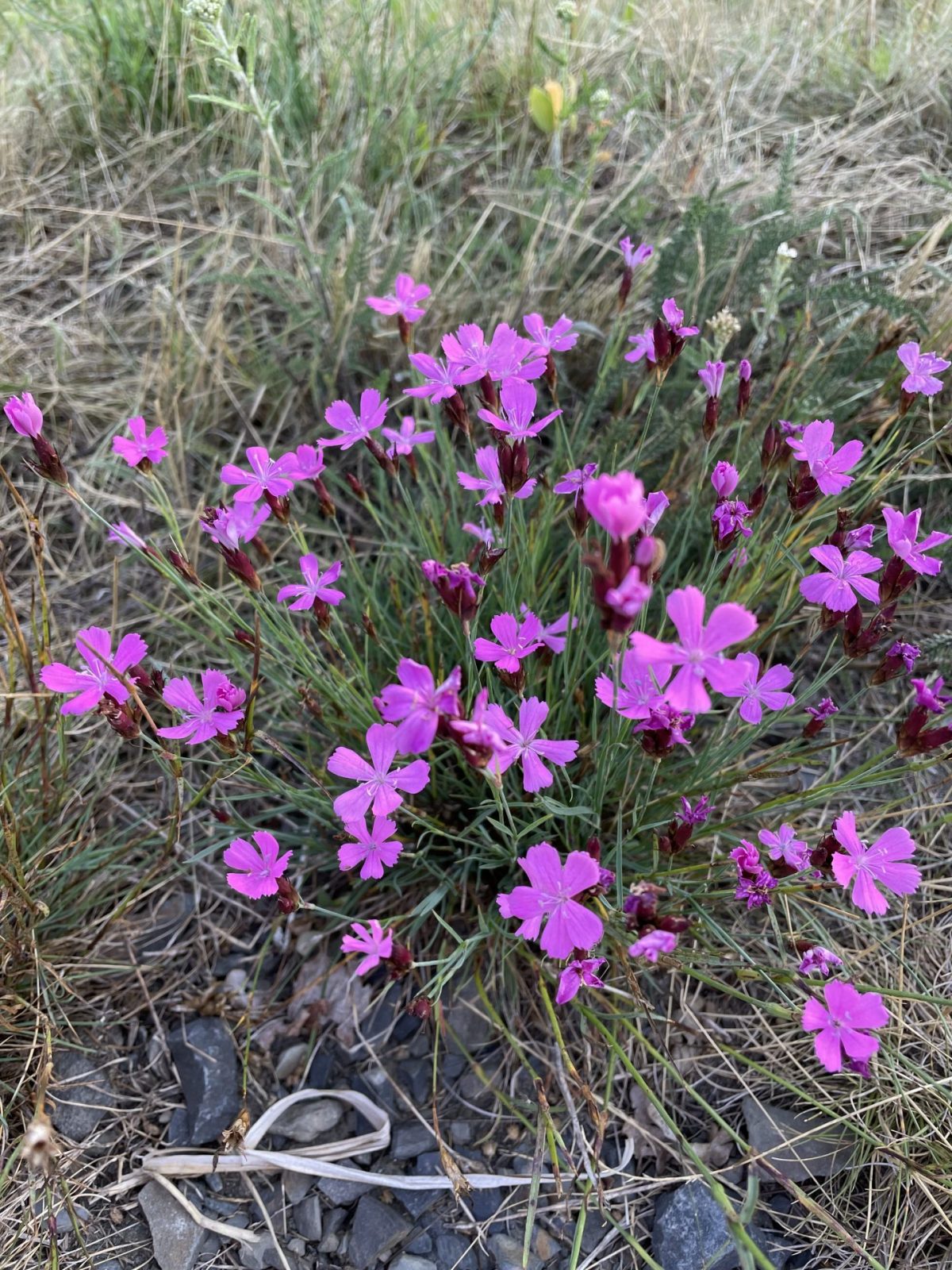 BAA90DB1-8806-4815-9C3F-FE44BE314B00