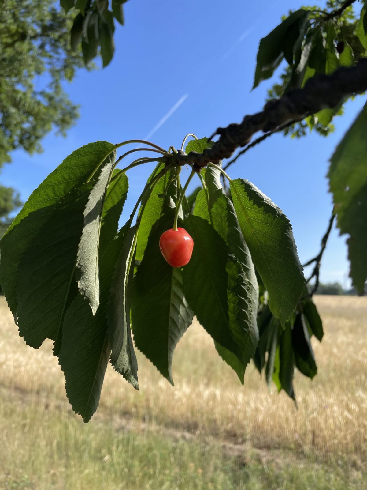 BBC25D4A-8C85-4F92-96EB-9AC8F2D1A25A