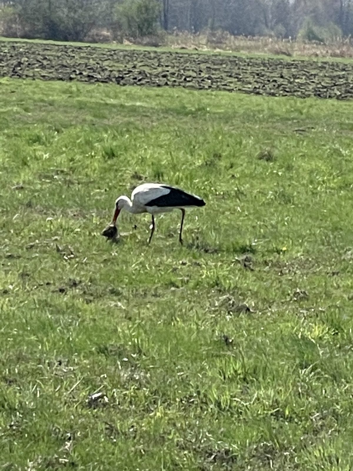 BC07E598-5DD0-4995-BB91-3DDE4A1C1B4A