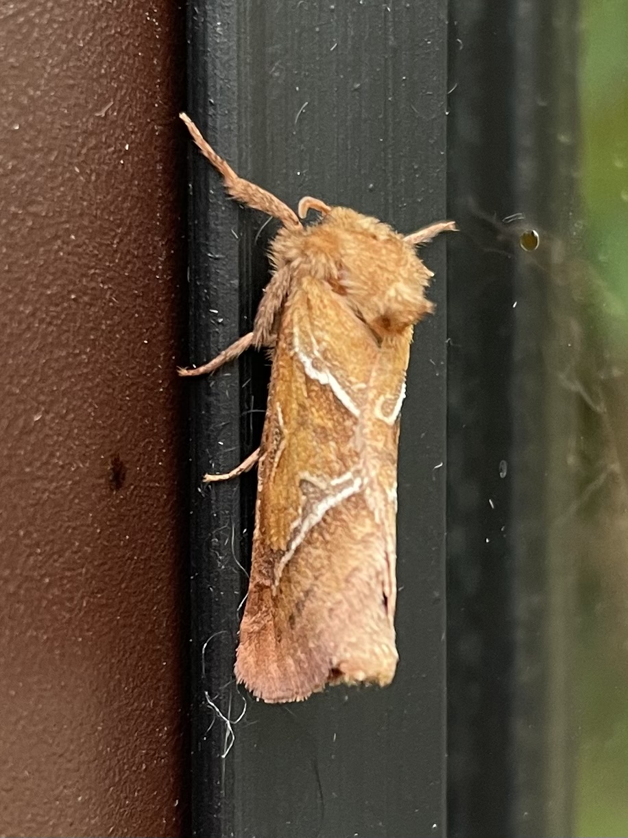 BD008A1D-8B3B-4BD9-906C-051E81961B96