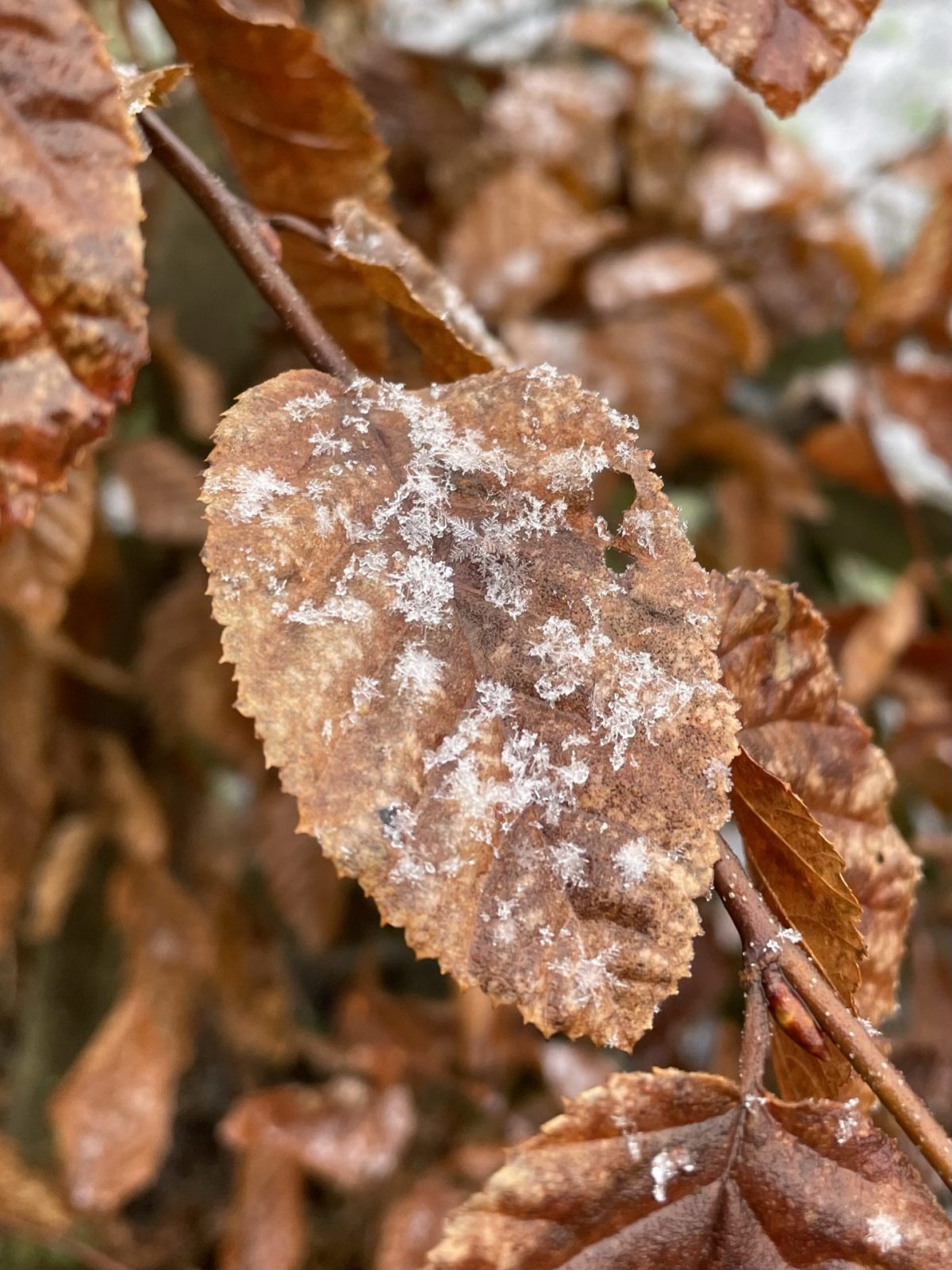 BE5F63C1-5E51-4876-ADC8-E7C6FB956635