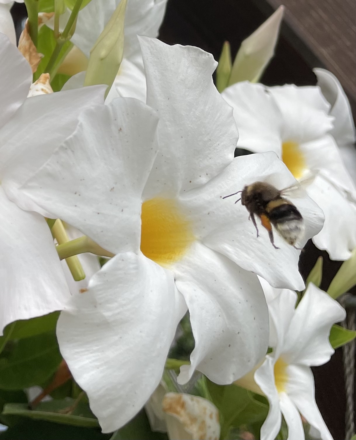 BEA2E07E-AF9D-4BA0-9276-1C40E5455C4A