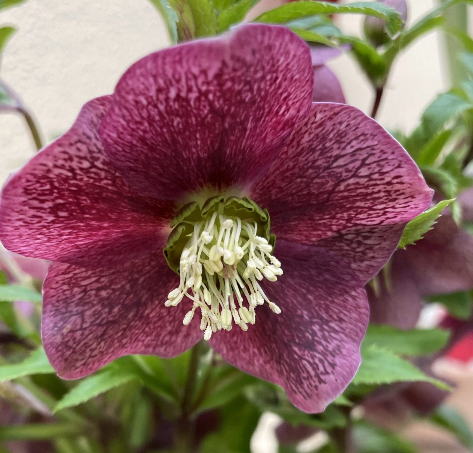 BEA86A15-F00D-4D0E-86D3-C8D0D9F53569