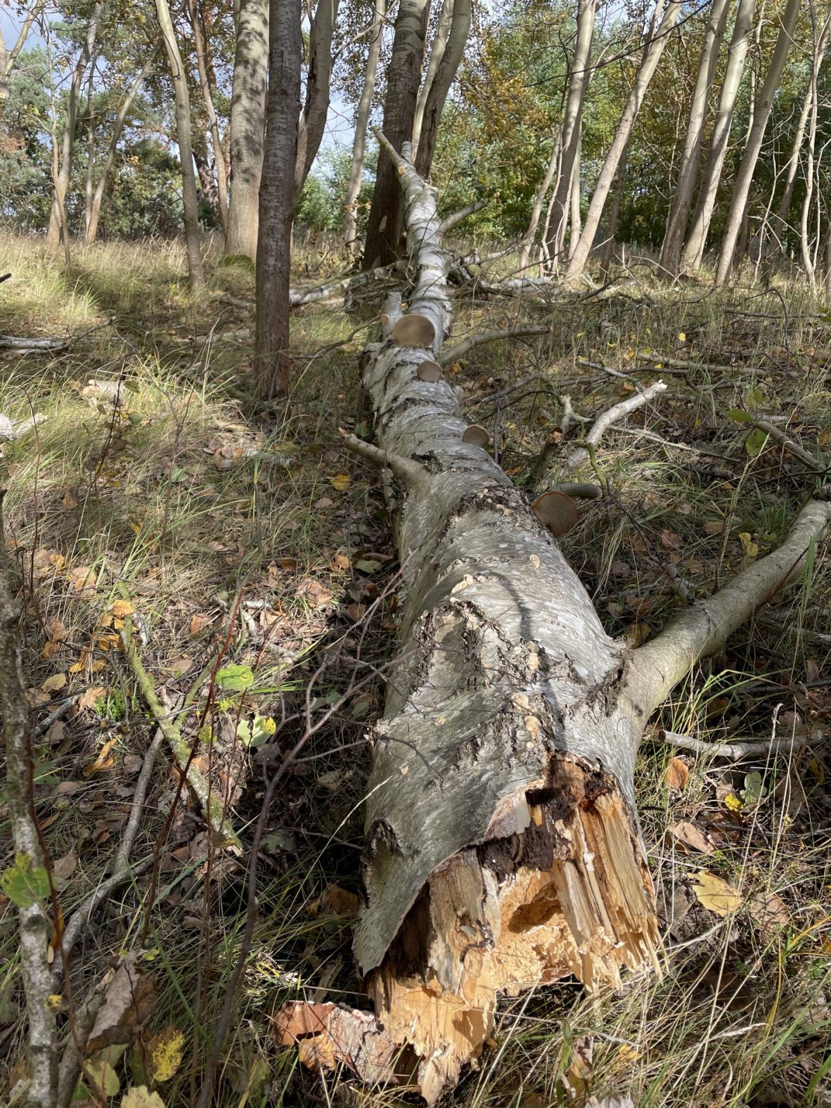 BEBDE63B-71C7-429C-9F3A-3B75CD387C3C