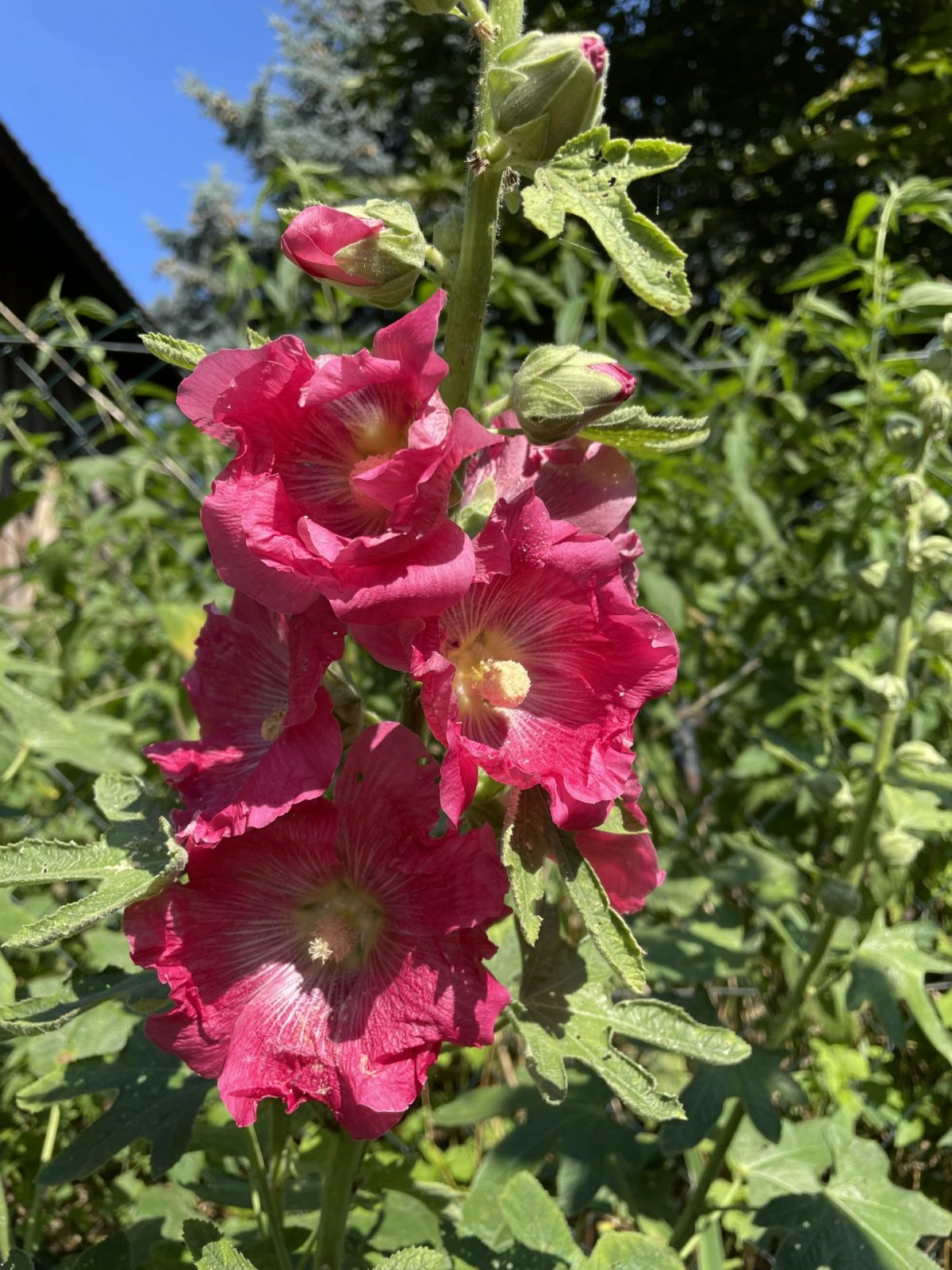 BF38BA8C-43BA-424C-BD5B-E5CC81B5CA5A