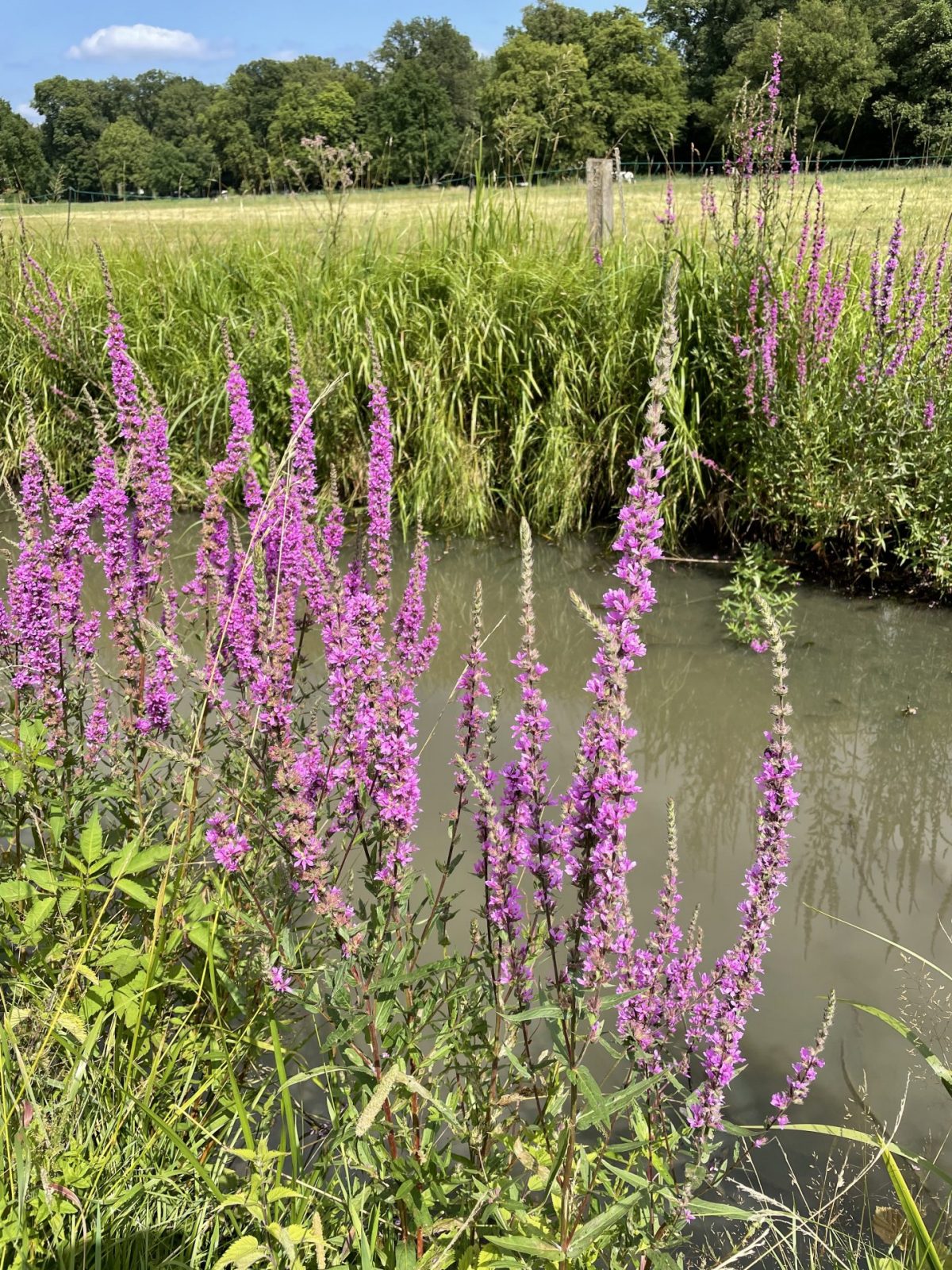 BF52B85E-77E6-4B9D-8691-D98E307BD1C6